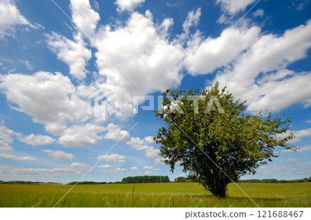 Tree on field Tree on field 121688467