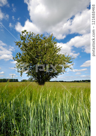Tree in corn field 121688468