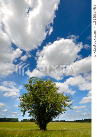 Tree in corn field 121688469