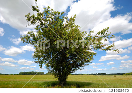 Tree on corn field Tree on corn field 121688470