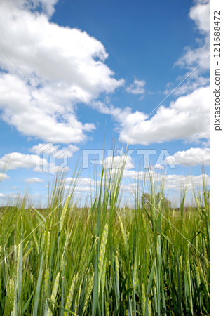 Corn Corn 121688472