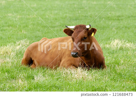 Brown cow 121688473