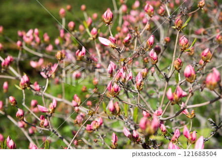 A spring plant with bright pink buds blooming in the botanical garden of Vladivostok, Primorsky Krai, Russia. Young flowers are opening against a backdrop of green foliage A spring plant with bright pink buds blooming in the botanical garden of Vladivostok, Primorsky Krai, Russia. Young flowers are opening against a backdrop of green foliage 121688504
