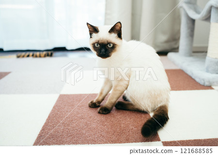 Siamese mix kitten 121688585