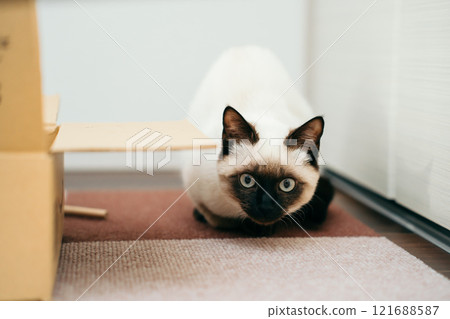 Siamese mix kitten 121688587