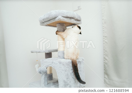 貓塔裡的暹羅混種小貓 貓塔裡的暹羅混種小貓 121688594