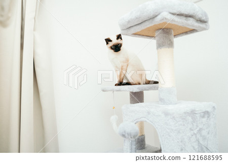 貓塔裡的暹羅混種小貓 貓塔裡的暹羅混種小貓 121688595