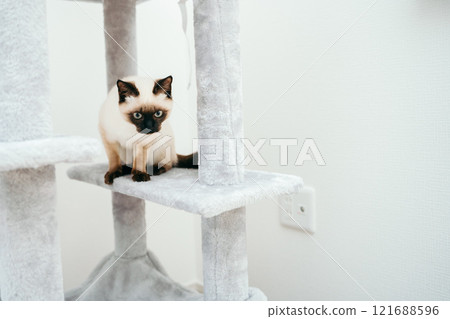 貓塔裡的暹羅混種小貓 貓塔裡的暹羅混種小貓 121688596