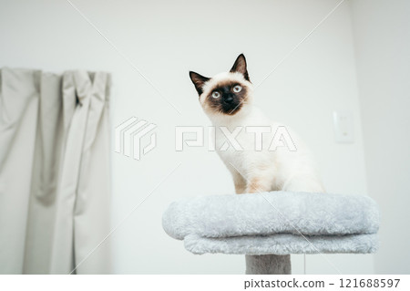 貓塔裡的暹羅混種小貓 121688597