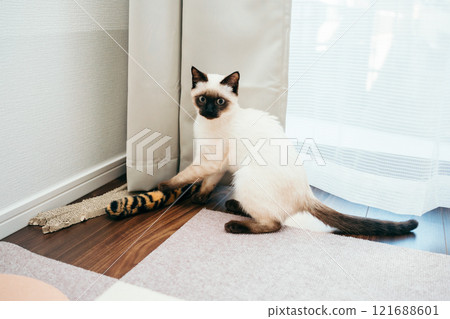 Siamese mix kitten 121688601