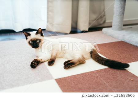 暹羅貓混血小貓 暹羅貓混血小貓 121688606