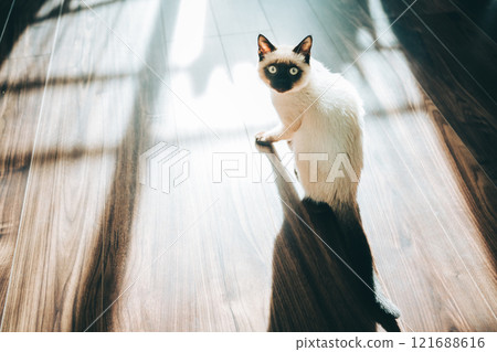 Siamese mix kitten Siamese mix kitten 121688616