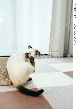 Siamese mix kitten scratching its ear Siamese mix kitten scratching its ear 121688617