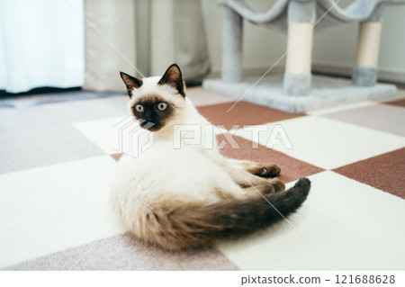 暹羅貓混血小貓 暹羅貓混血小貓 121688628