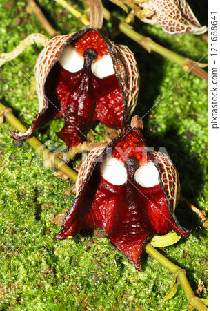 馬兜鈴花 121688641