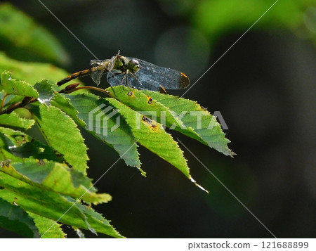 Mayutate red lady perching on a branch Mayutate red lady perching on a branch 121688899