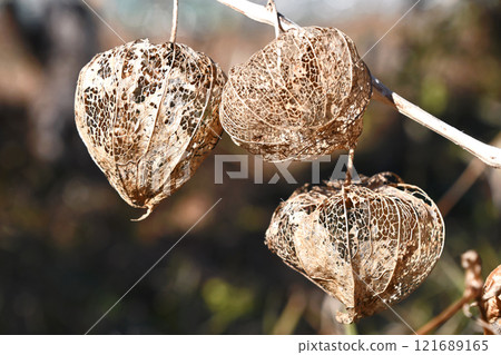 A net-like structure of winter (January) physalis A net-like structure of winter (January) physalis 121689165