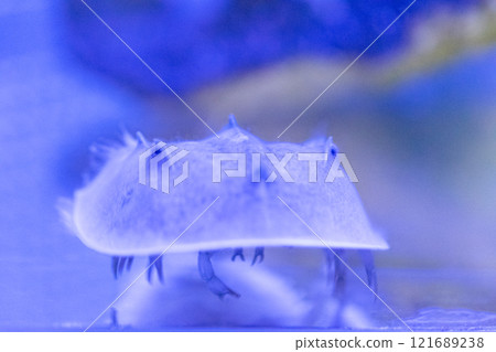 神秘的海洋生物鱟 神秘的海洋生物鱟 121689238