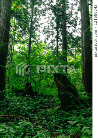 Mysterious forest landscape on a cloudy day 121689242