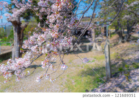 Somei-yoshino cherry blossoms in full bloom and a small shrine 1 Higashi-ku, Okayama City, Okayama Prefecture 121689351