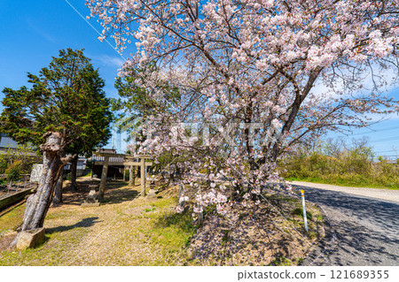 盛開的吉野櫻和小神社 岡山縣岡山市東5區 121689355