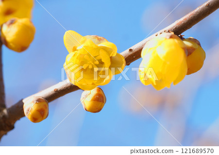 梅花 121689570