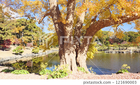 濱離宮公園的秋葉 濱離宮公園的秋葉 121690003