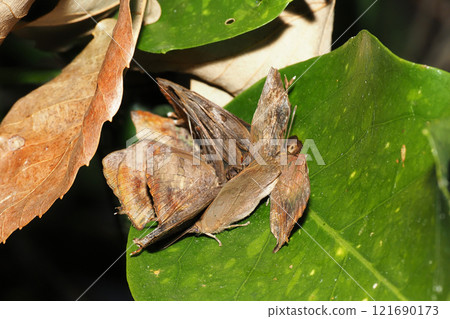 Purple martins (10 birds) hibernating on the leaves of Japanese laurel 121690173