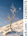 A single tree covered in frost 121690578
