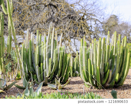 Cactus growing in the field 121690633