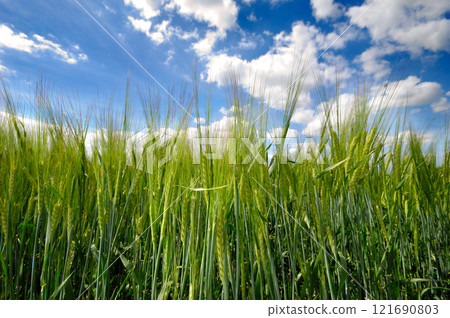 Corn and clouds 121690803