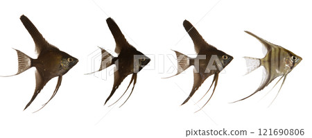 Scalar fish line 121690806