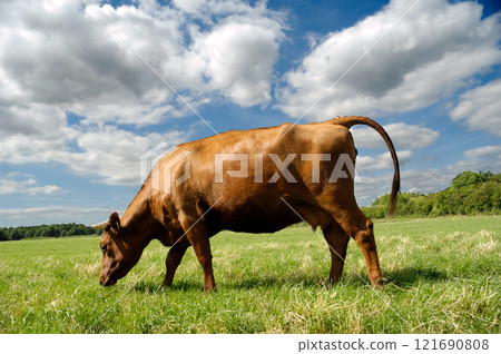 Cow eating grass Cow eating grass 121690808