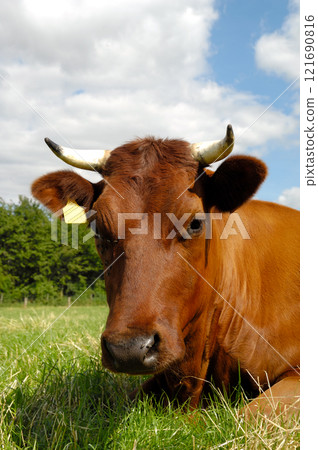 Cow face 121690816