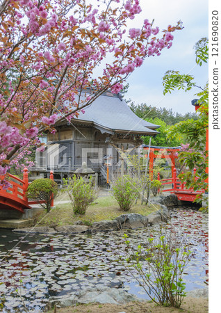 Aomori, Tsugaru, Takayama Inari Shrine, Ryujingu Shrine double cherry blossoms 121690820