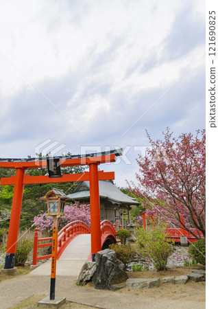 Aomori, Tsugaru, Takayama Inari Shrine, Ryujingu Shrine double cherry blossoms 121690825