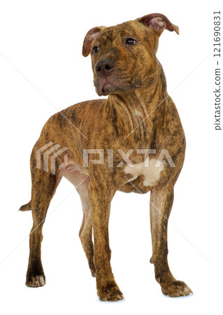 Dog 121690831
