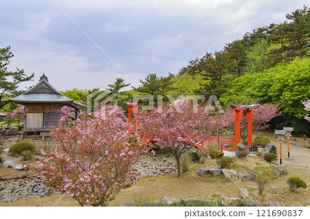 Aomori, Tsugaru, Takayama Inari Shrine, Ryujingu Shrine double cherry blossoms 121690837
