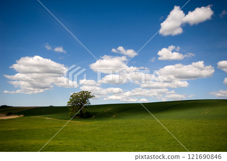 Tree on hill Tree on hill 121690846