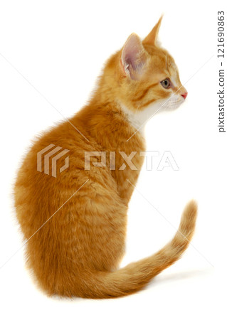 Red cat kitten on white background 121690863