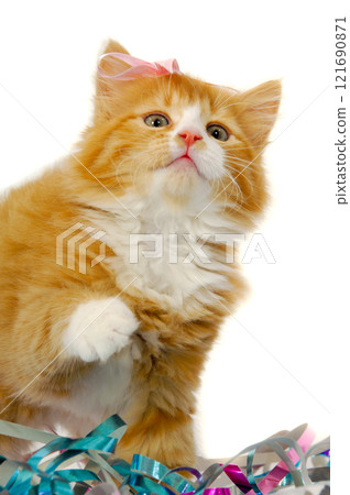 Cat kitten with bow 121690871