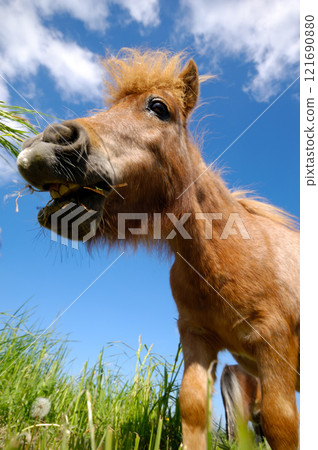 Young horse is eating grass Young horse is eating grass 121690880
