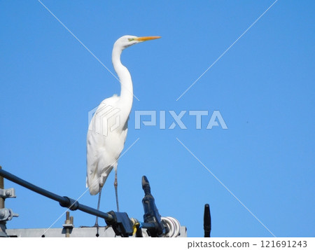 Great Egret 121691243