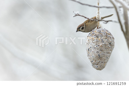 Sparrow bird eat food in a bird feeder , close-up 121691259