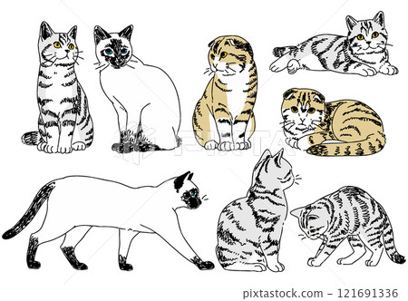 各種姿勢的貓的插圖 121691336