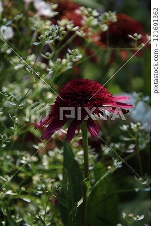 紫錐菊 紫錐菊 121691362