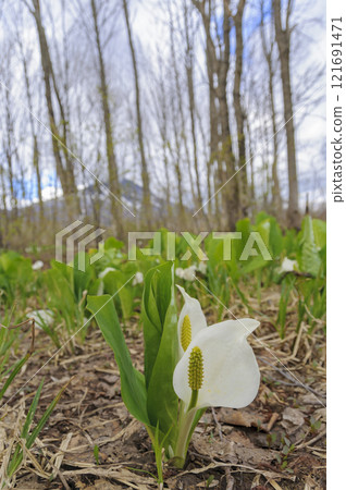 Aomori: Skunk cabbage at the foot of Mt. Iwaki 121691471