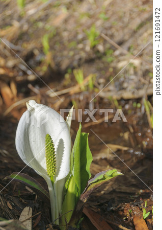 Aomori: Skunk cabbage at the foot of Mt. Iwaki 121691472