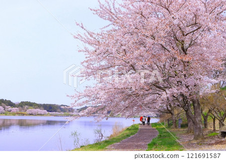 Refreshing blue sky and rows of cherry blossom trees in full bloom Refreshing blue sky and rows of cherry blossom trees in full bloom 121691587
