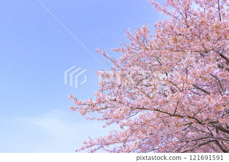 Yoshino cherry tree in full bloom with a refreshing blue sky 121691591